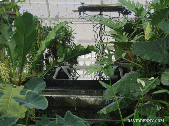 Arboretum, with foggy sf bridge in background, animated gif